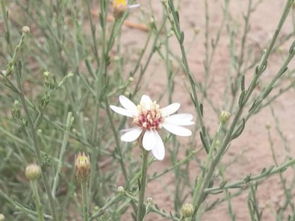三、 狗娃花和马兰花的用途