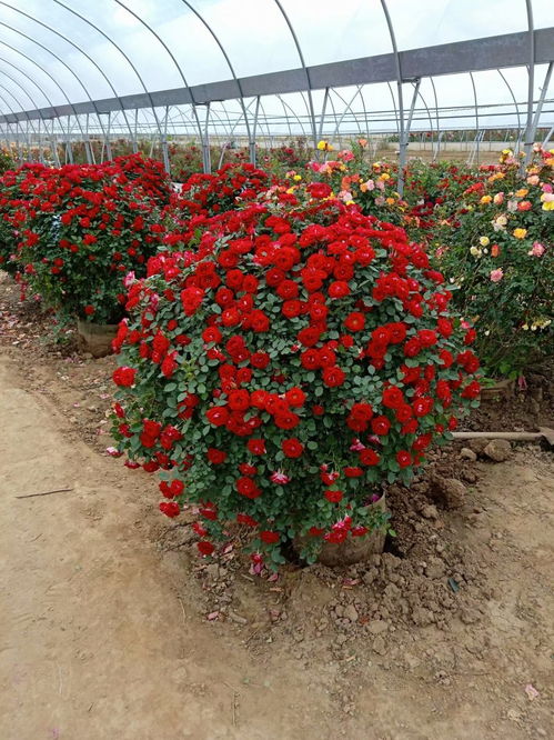 月季树，美得让人心动