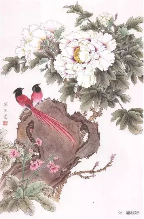 牡丹花开富贵，送花时你选对了吗