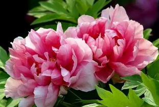 荷花：纯洁无瑕， 出淤泥而不染