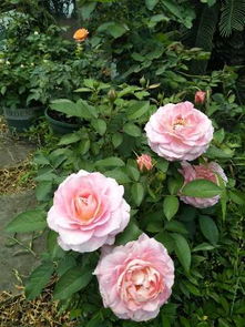 月季的特点,说起来者阝是优点