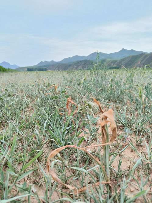 作物平安， 除草剂的选择标准