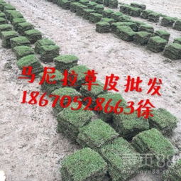 草坪美学评价内容