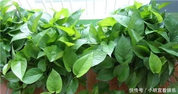 带根富贵竹冬天怎么养？如何让它安全过冬
