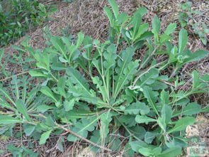 播种方法， 也是有技巧的