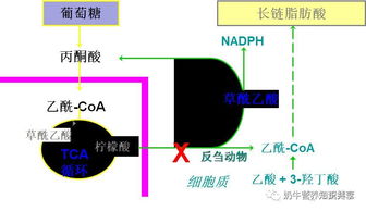 饲料中钙磷含量测定对饲料常规营养成分测定有何影响？