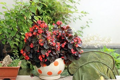 刺桐属植物：全年绽放的“花中勇士”