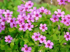 “四季花卉盘点中，有哪些开花主题的花卉能带来无限惊艳