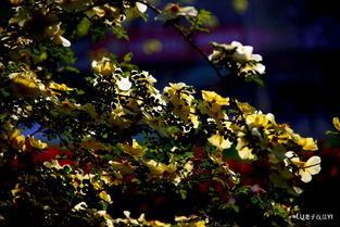 棠棣：蔷薇科樱属的灌木