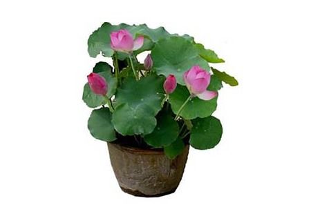 春季种植， 生机勃勃