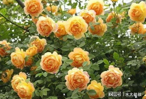 粉色龙沙宝石：粉色的梦幻