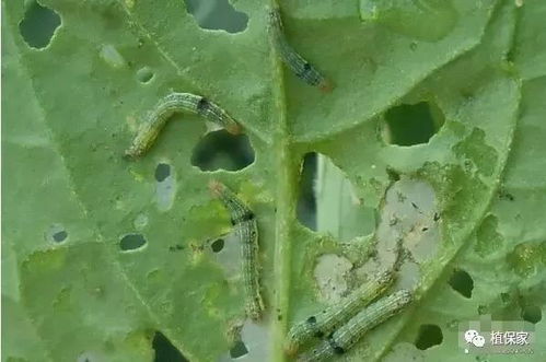 甘蓝强效甲维盐虫螨效果大揭秘，菜农实测惊人灭虫率！