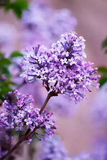 丁香花期全解析中，哪种丁香花在5月份开花