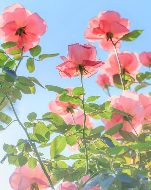 冬日里的春天：蝴蝶兰的奇迹