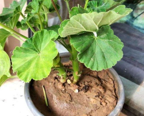 情人泪换盆，土要怎么处理