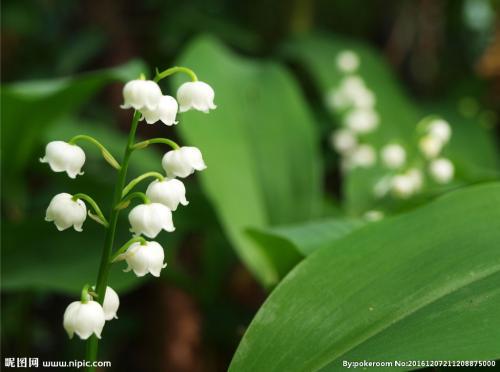 铃兰， 幸福的回归