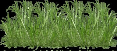 植物界的那些事儿