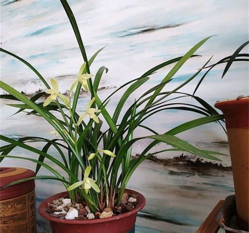 兰花发芽不长根，是土壤问题还是浇水不当