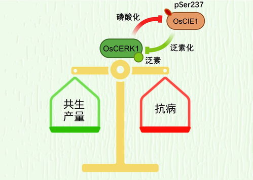 科学养猪，免疫程序定制关键