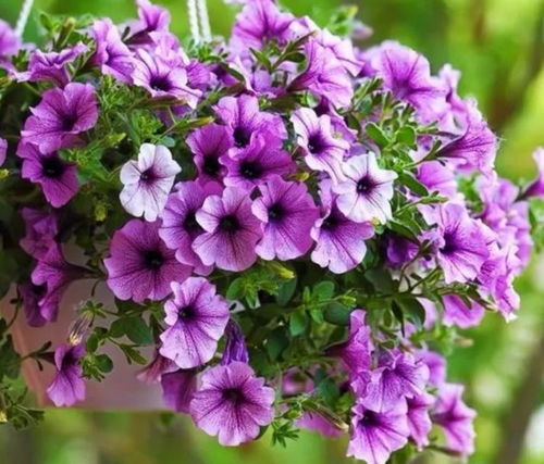 矮牵牛：耐高温的夏日伴侣