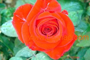 红帽月季多少钱：实惠的选择