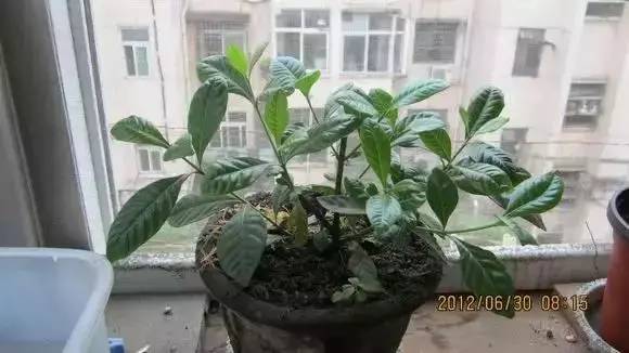 适用范围广， 花卉们有福了