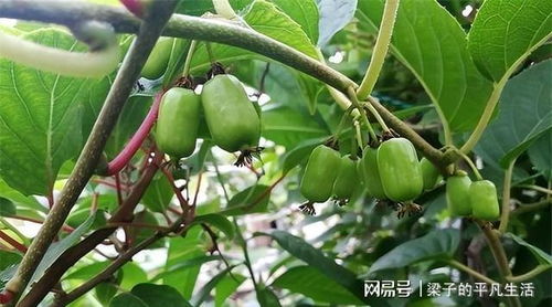 枇杷树的枝叶， 四季常绿，冬花夏果