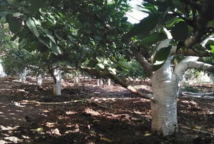 秋栽技巧：落叶前30天