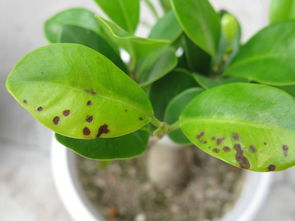 北方干燥区，保水是关键