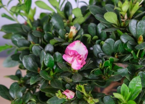 淮安的花卉世界