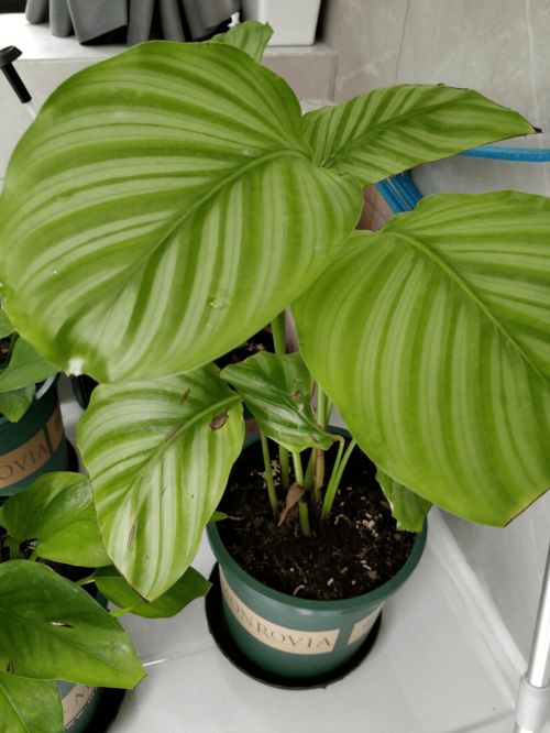 窗台适合养什么植物？耐阴的植物可以选哪些