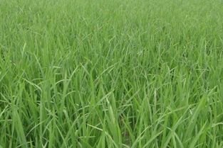 水稻恶苗病的那些事儿