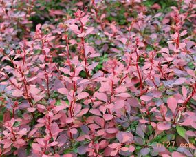 紫叶小檗，你了解多少？