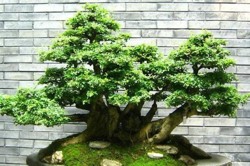 观景榕树盆景施肥，如何根据生长阶段调整肥料种类
