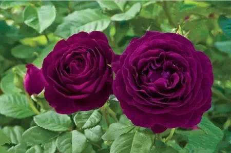 月季Twilight Zone简介