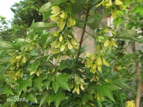 塔柏：那金黄色的秋日精灵