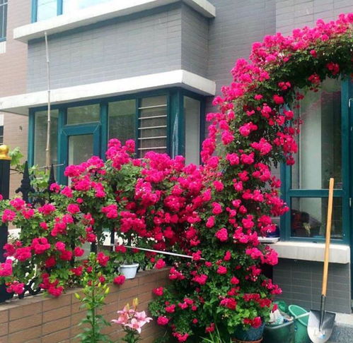 常见喜阴室外植物