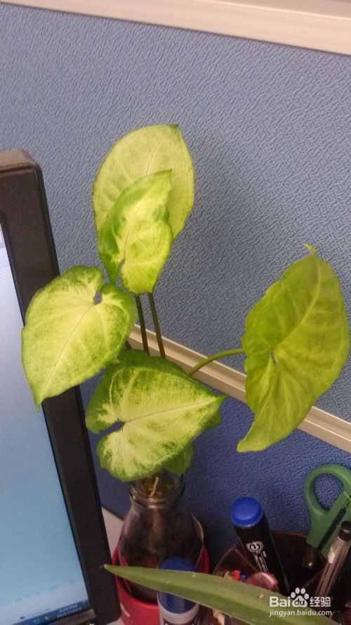 冬天绿苹果花卉怎么养？如何让它生机盎然