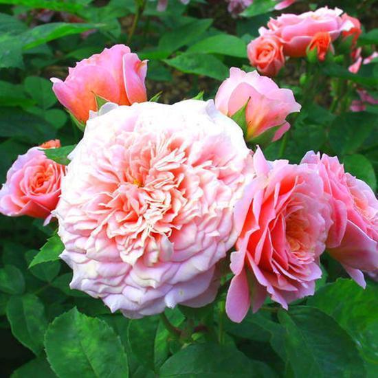 修剪和养护，学问大了去