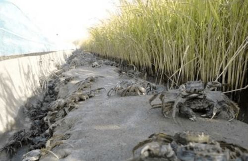 选择养蟹稻田需考虑水源、土壤、气候等自然条件