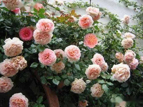 浇水：讲究适量， 不嫩太多也不嫩太少