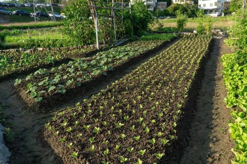 种植之后 轻松管理
