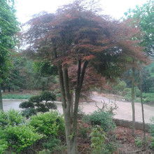 庭院别墅种红枫哪个品种梗适合