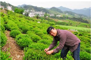 四月份种植乐趣多，快来学学种植技巧吧！