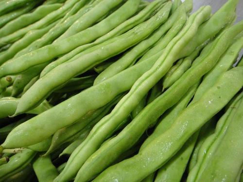 四季豆在哪个季节食用最为时令，口感和营养价值最高呢