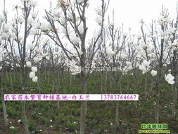 高峰期的繁忙景象