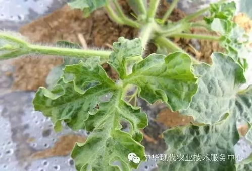 掌握甜瓜花叶病防治技巧：轻松识别症状，有效预防病害