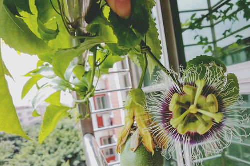 福州盛产爆款花果，名品花卉一网打尽