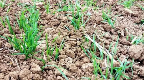 常见小麦田早熟禾除草剂产品介绍