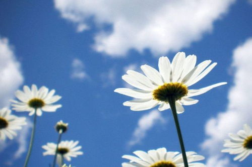 破镜重圆，爱之花语——重拾爱情，玫瑰绽放